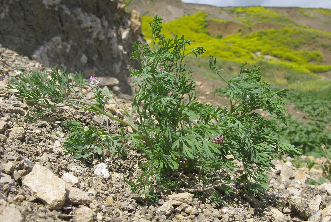 Image of Fumaria parviflora specimen.