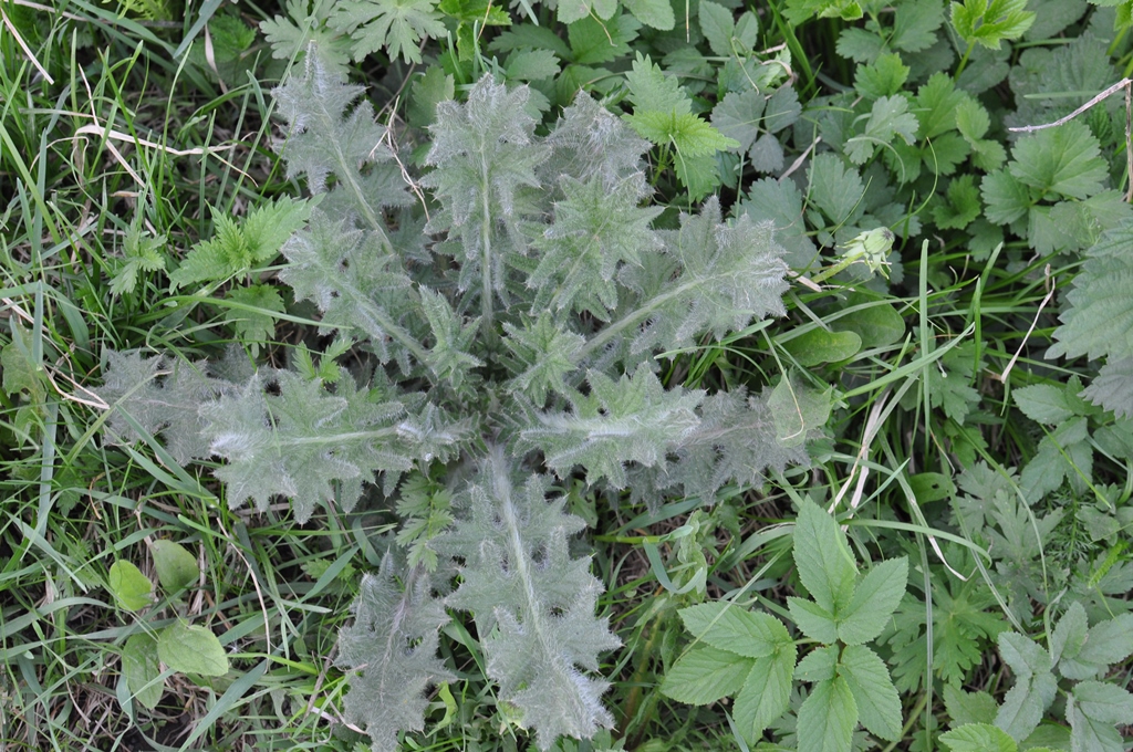 Image of Cirsium vulgare specimen.