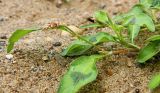 genus Persicaria. Верхушка расцветающего растения. Вологодская обл., г. Великий Устюг. Июль 2015 г.