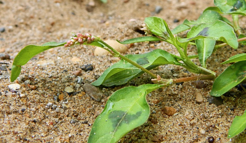 Image of genus Persicaria specimen.
