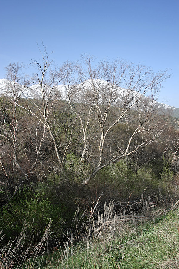 Image of Betula tianschanica specimen.