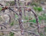 Verbena brasiliensis