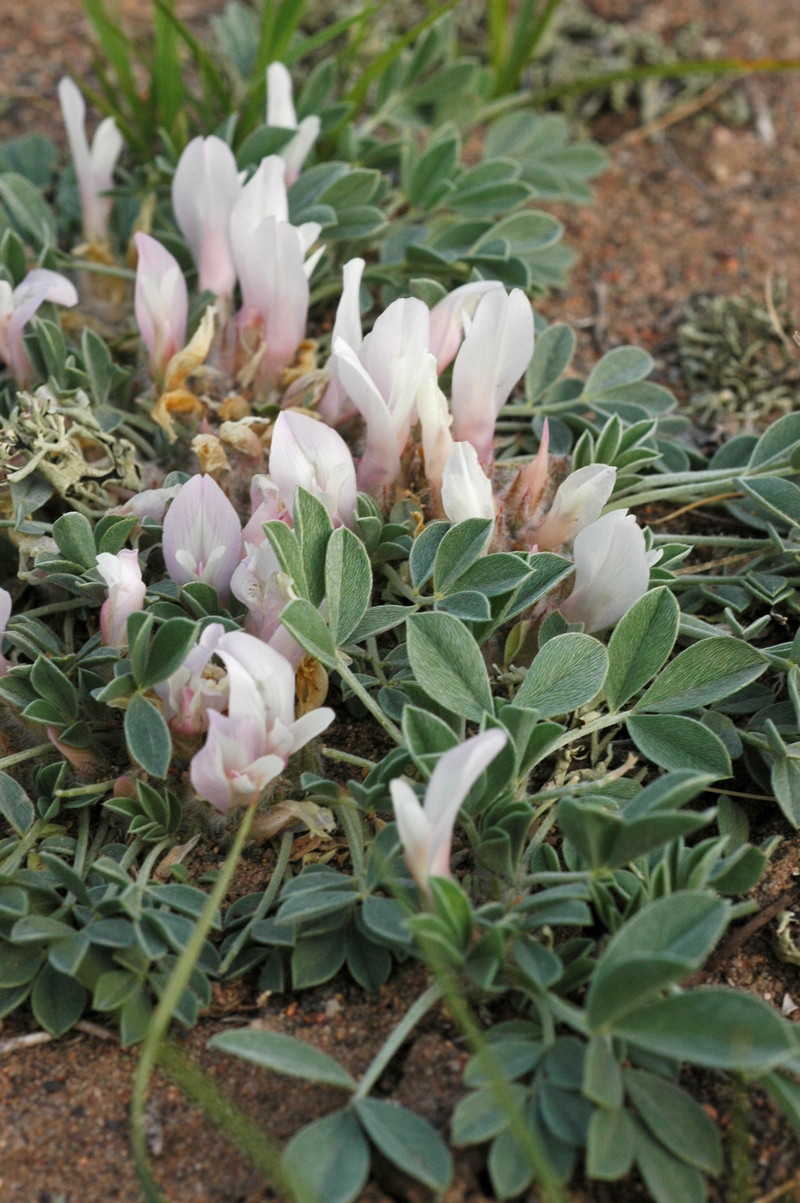 Изображение особи Astragalus borodinii.