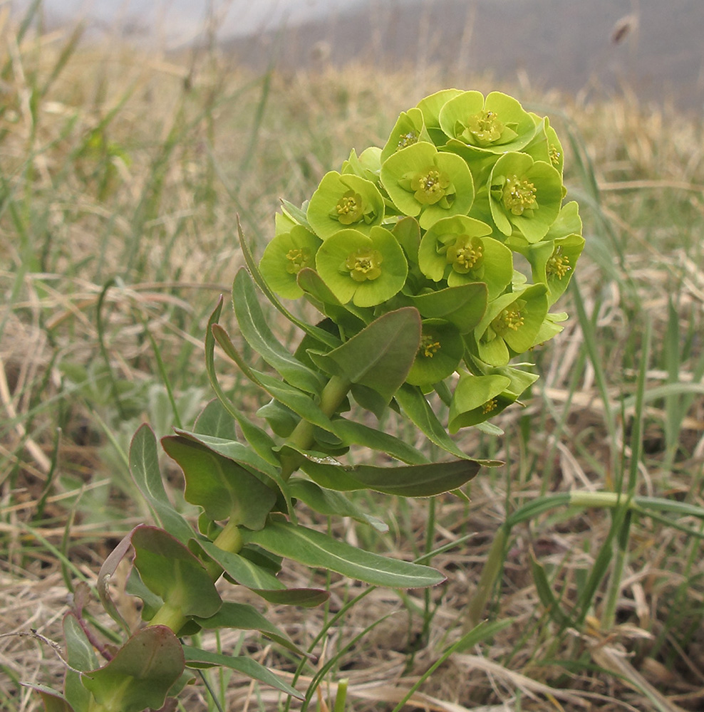 Изображение особи Euphorbia condylocarpa.