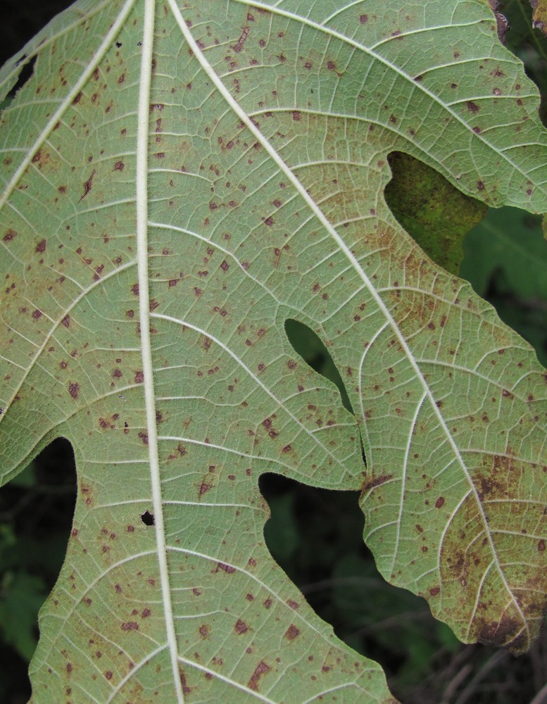 Изображение особи Ficus carica.