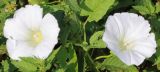 Calystegia sepium. Цветки. Ростовская обл., Неклиновский р-н, Васильево-Ханжоновское с/п, дол. р. Мокрый Еланчик, на пойменном лугу на Chaiturus marrubiastrum. 28.08.2015.