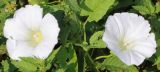 Calystegia sepium