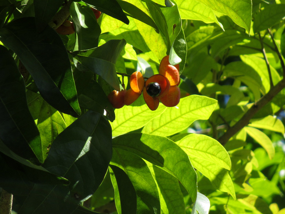 Изображение особи Harpullia pendula.