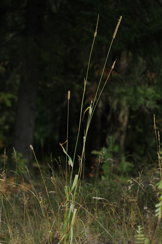 Image of Phleum pratense specimen.