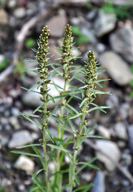 Image of Omalotheca sylvatica specimen.
