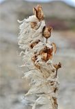 Asphodeline taurica