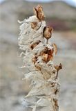 Asphodeline taurica. Верхушка плодоносящего растения. Крым, городской округ Судак, гора Перчем. 05.10.2011.