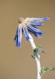 Echinops ruthenicus