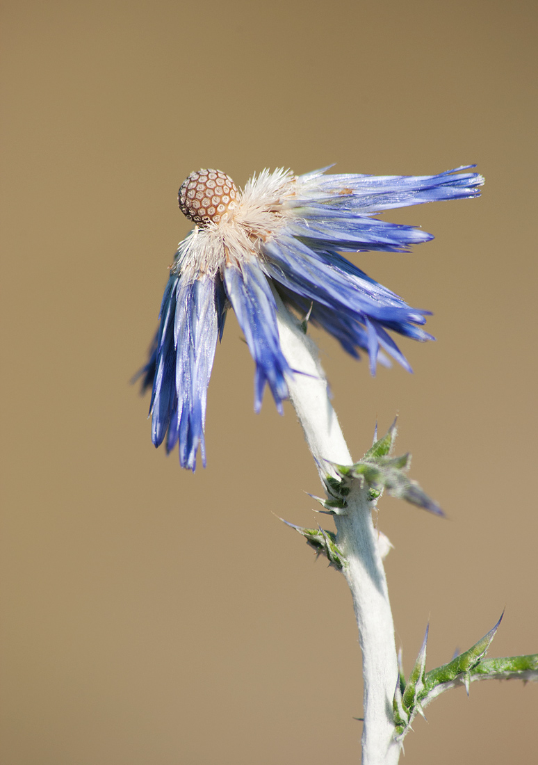Image of Echinops albotomentosus specimen.
