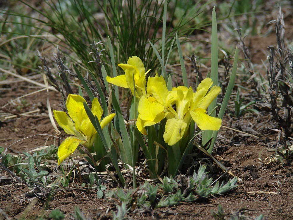 Изображение особи Iris humilis.