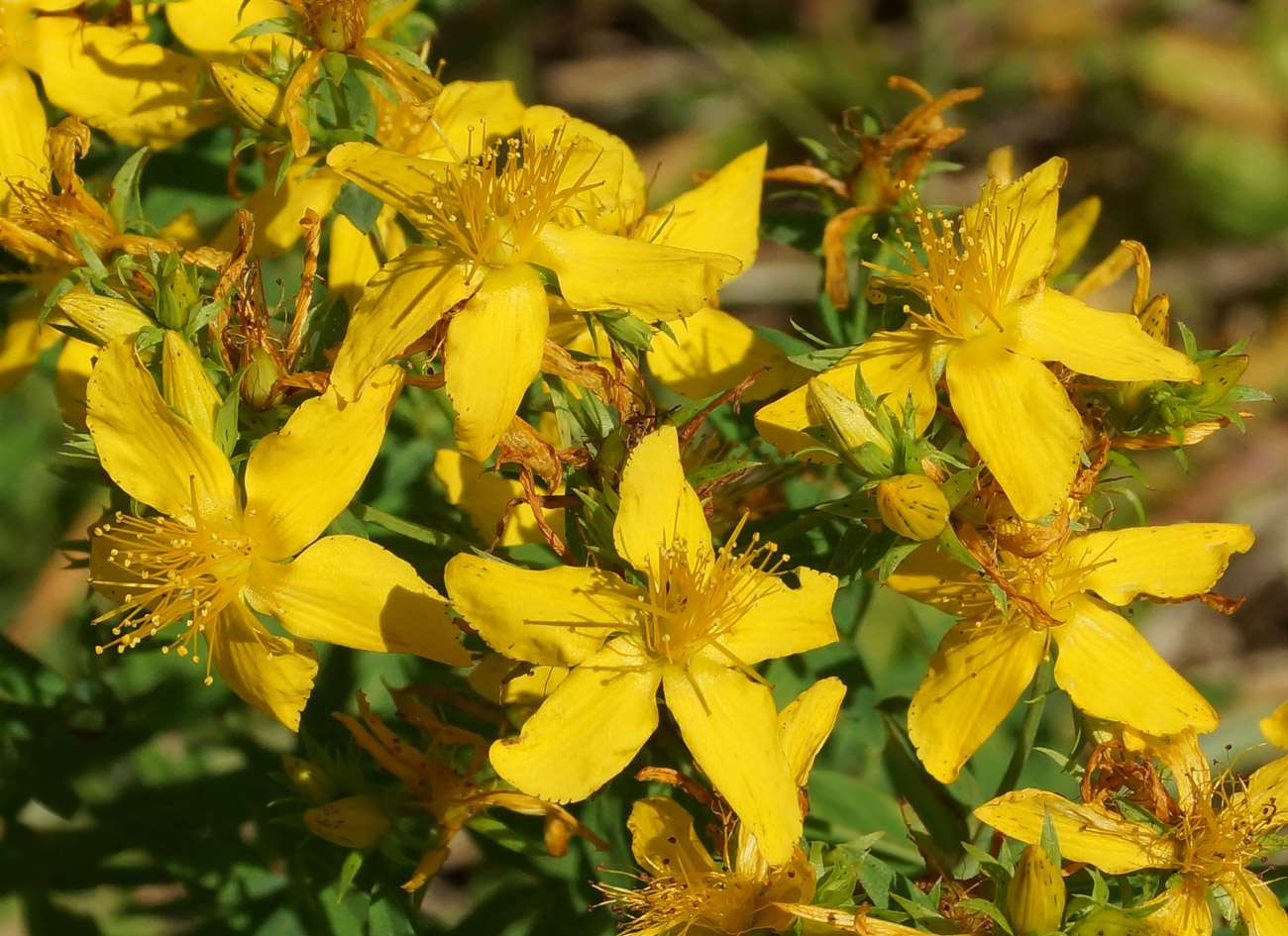 Изображение особи Hypericum perforatum.