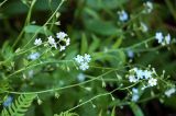 Myosotis nemorosa