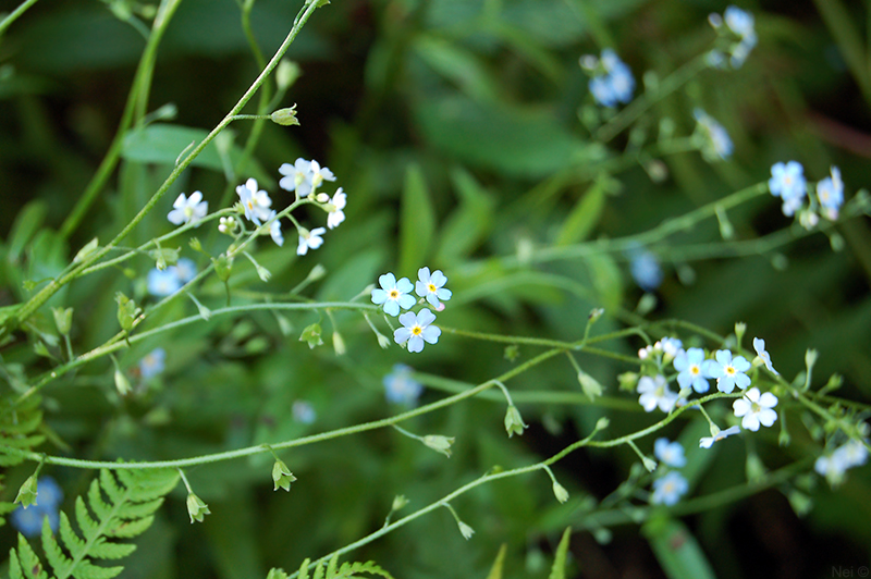 Изображение особи Myosotis nemorosa.