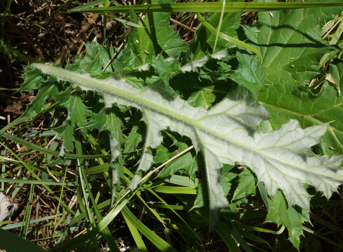 Изображение особи Echinops sphaerocephalus.