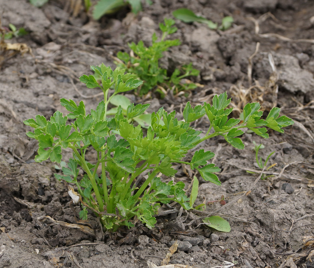 Изображение особи Petroselinum crispum.