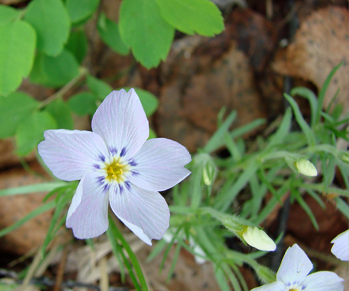 Изображение особи Phlox sibirica.