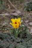 Tulipa greigii. Цветущее растение. Южный Казахстан, Сырдарьинский Каратау, р-н перевала Куюк. 13.04.2015.