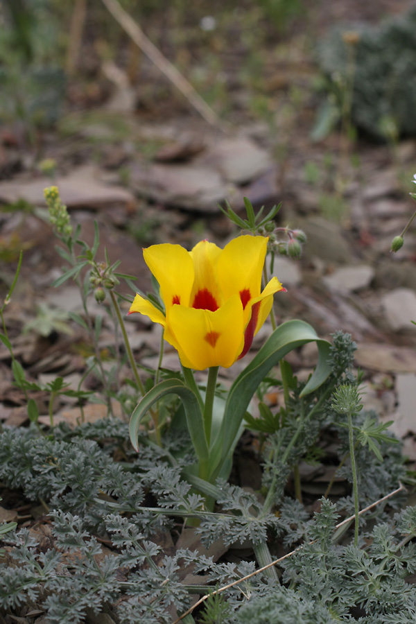 Image of Tulipa greigii specimen.