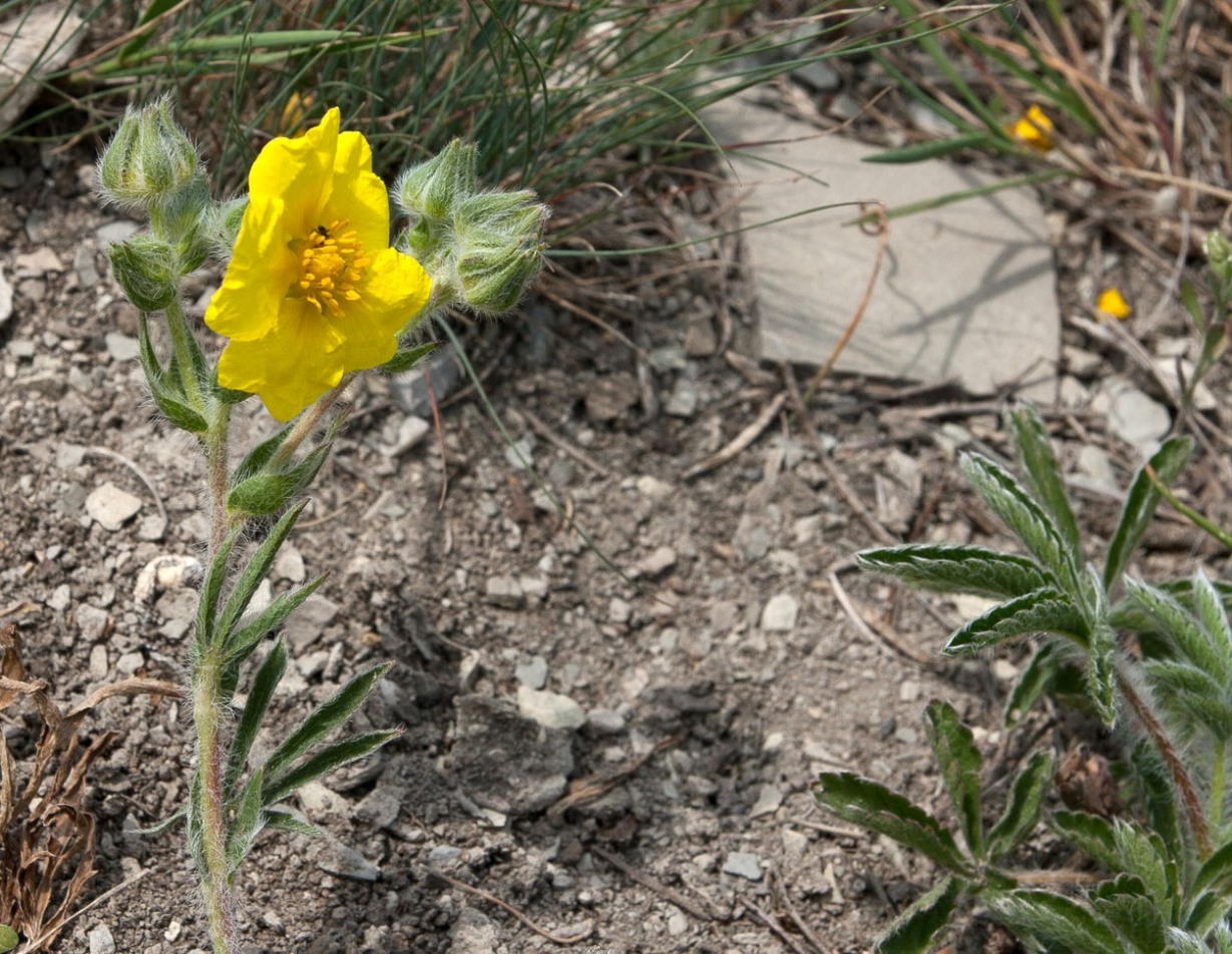 Изображение особи Potentilla taurica.