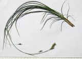 genus Carex