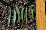 genus Salix