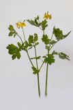 Chelidonium majus