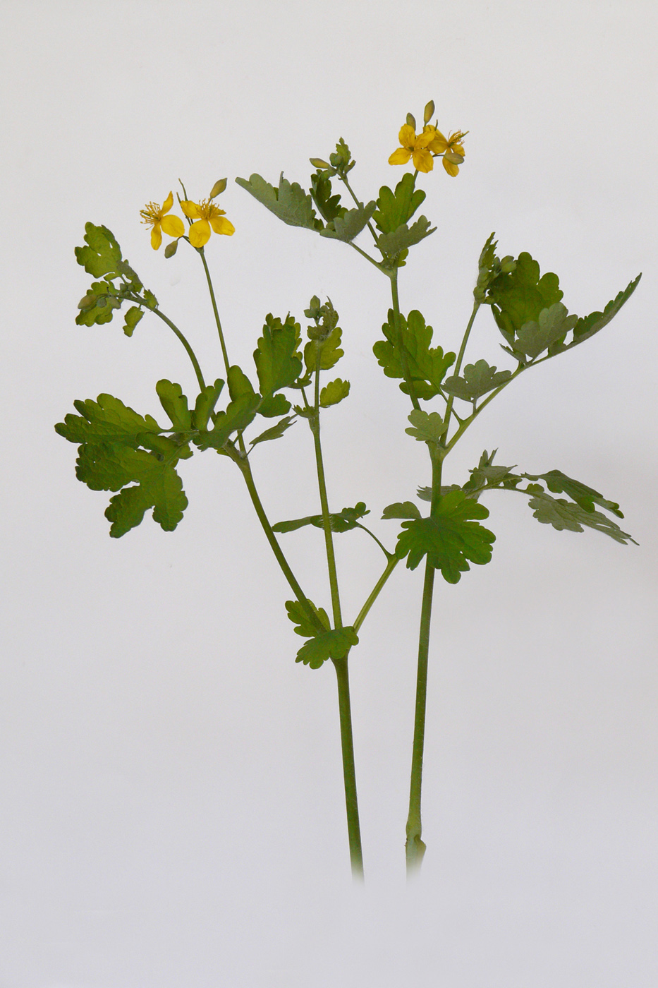 Image of Chelidonium majus specimen.