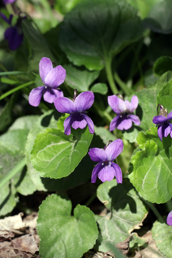 Image of Viola odorata specimen.