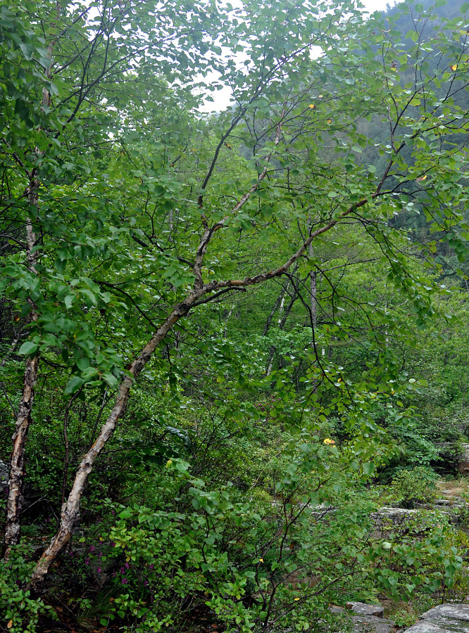 Image of Betula costata specimen.