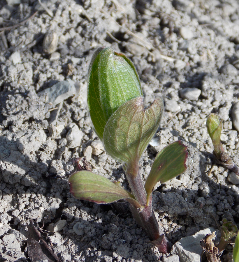 Image of Clematis integrifolia specimen.