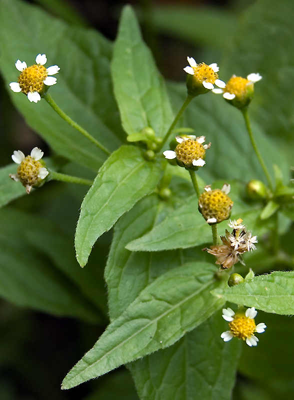 Изображение особи Galinsoga parviflora.