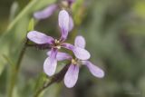 Chorispora tenella. Часть соцветия. Саратов, р-н телевышки, верхушка холма, опока. 01.05.2016.