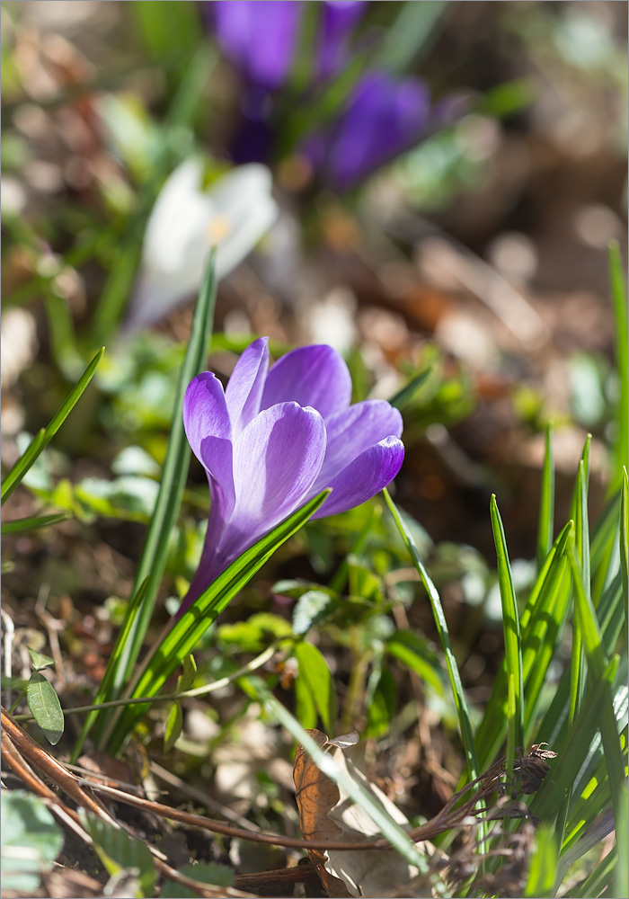 Image of Crocus vernus specimen.