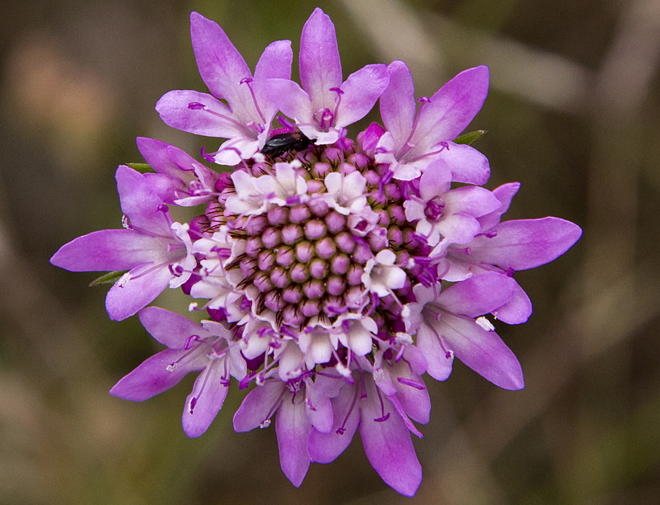 Изображение особи Sixalix atropurpurea.