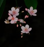 Jatropha integerrima