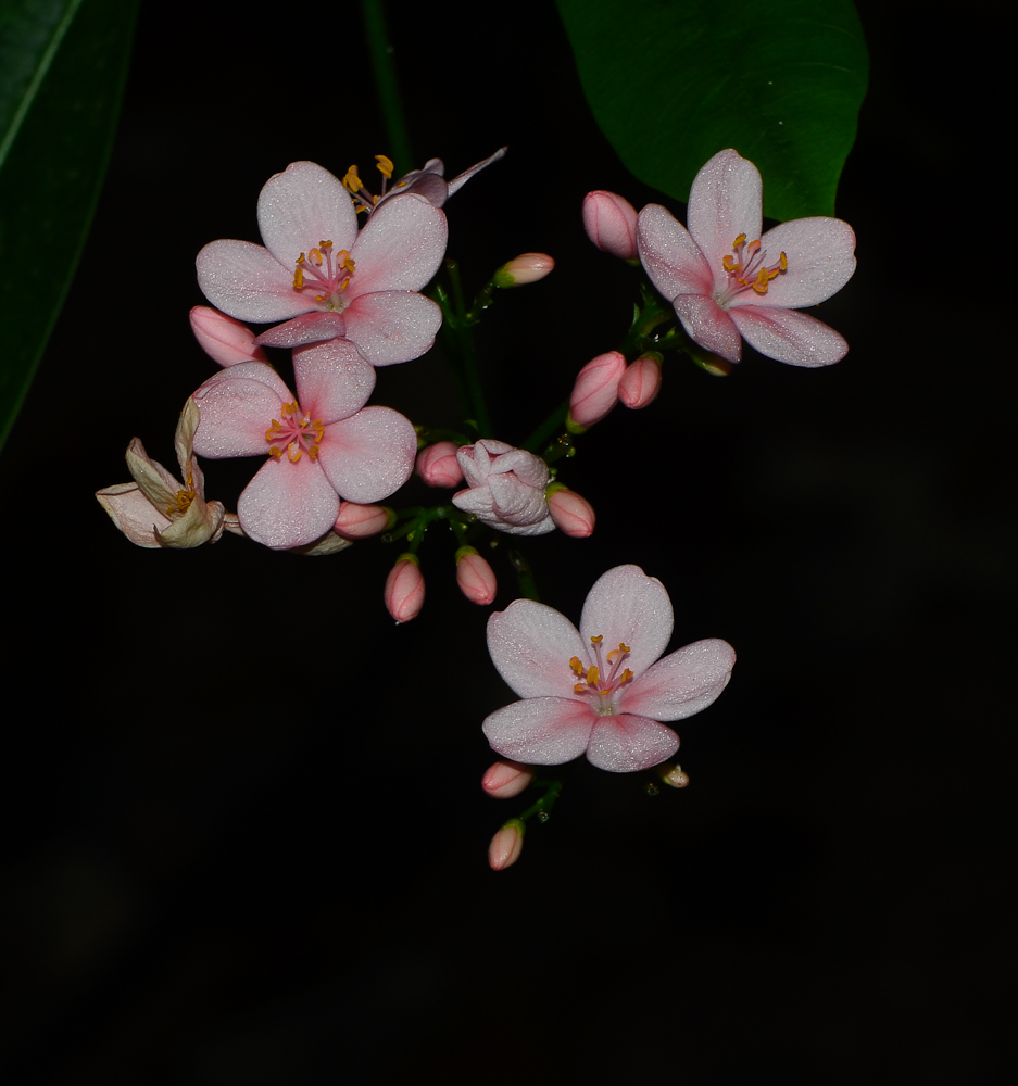 Image of Jatropha integerrima specimen.