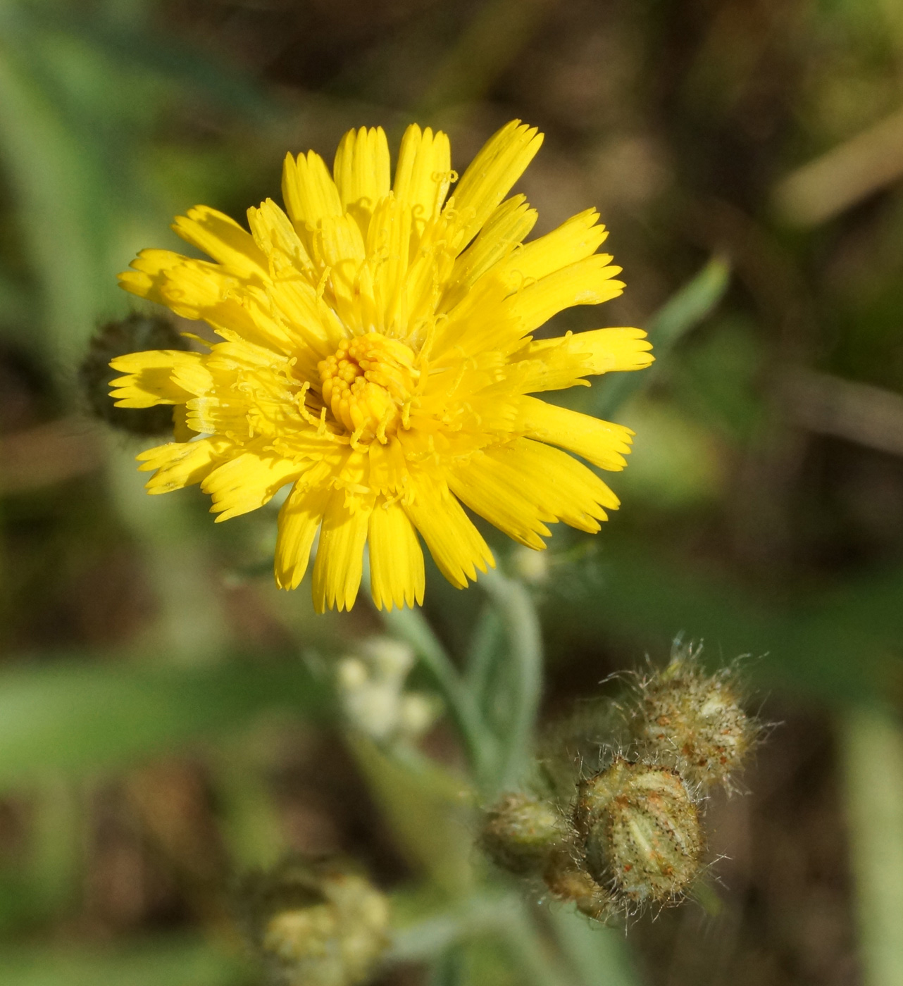 Image of genus Pilosella specimen.