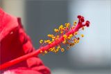 Hibiscus rosa-sinensis. Пестик с тычинками. Греция, о. Крит, Ретимно (Ρέθυμνο), городское озеленение. 07.05.2014.