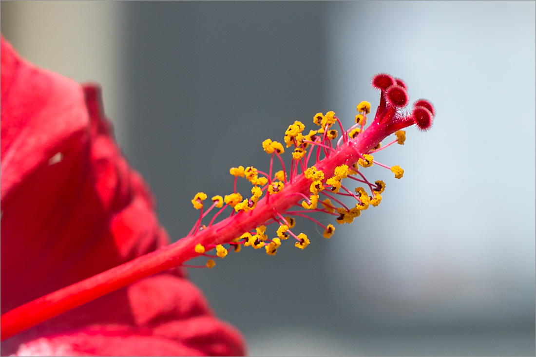 Image of Hibiscus rosa-sinensis specimen.