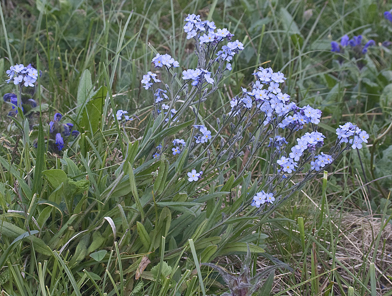 Image of Myosotis imitata specimen.