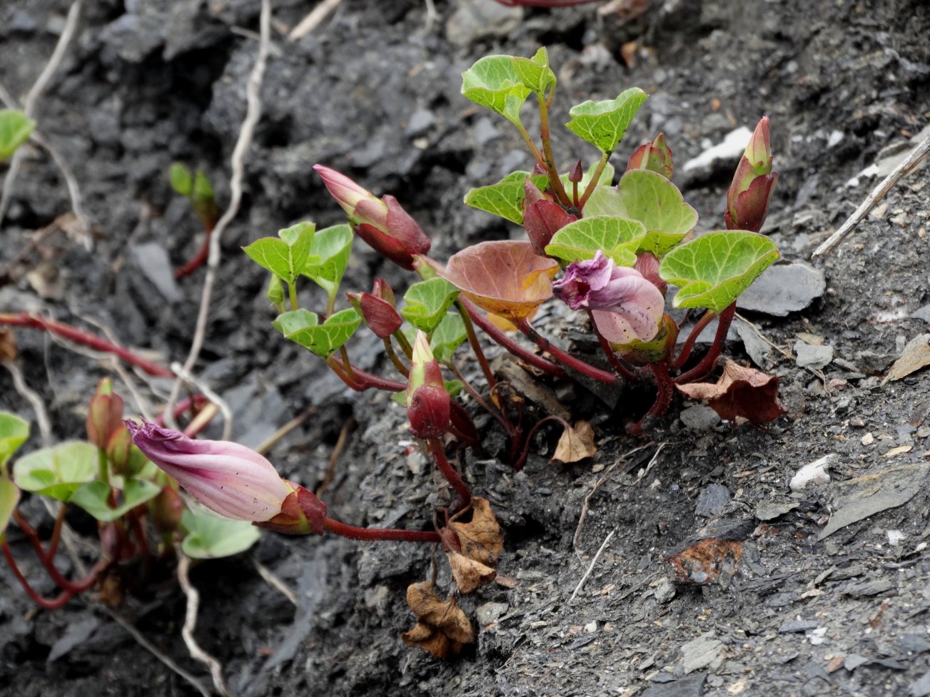 Image of Calystegia soldanella specimen.