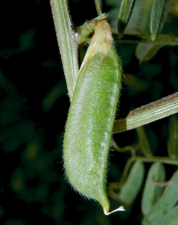 Изображение особи Vicia pannonica.