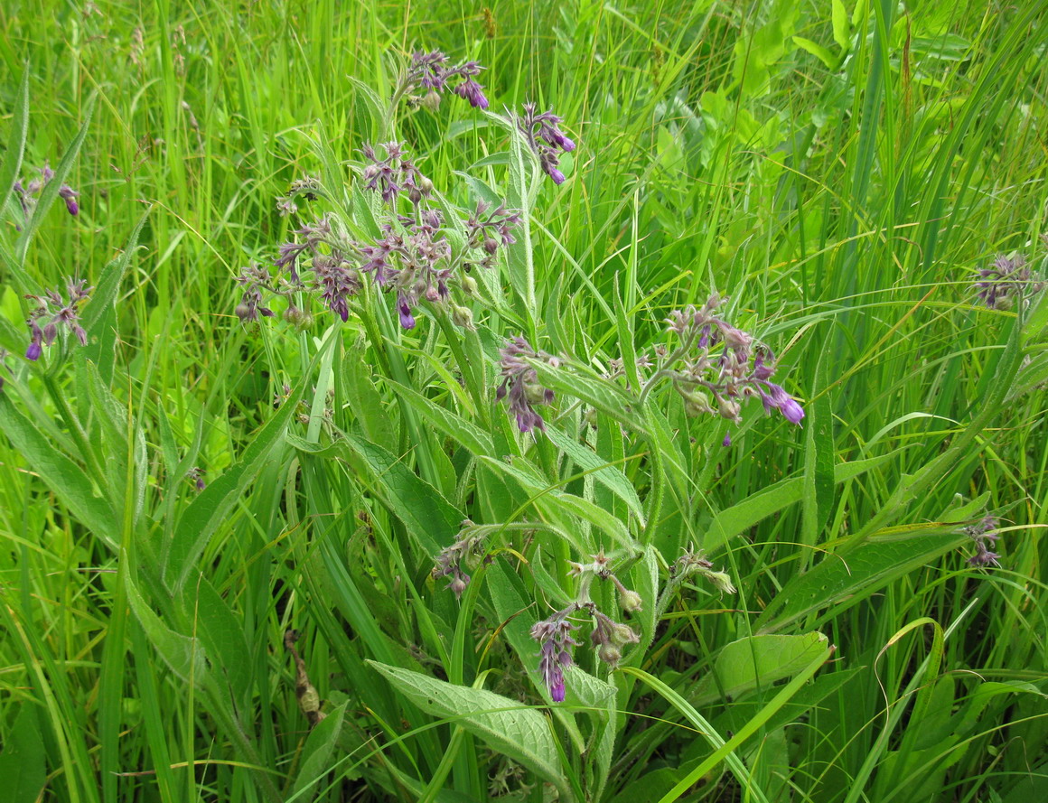 Image of Symphytum officinale specimen.