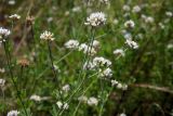 Dorycnium herbaceum. Верхушка цветущего растения. Республика Адыгея, Майкопский р-н, сырой луг возле пруда у хутора Дьяков. 25.06.2016.