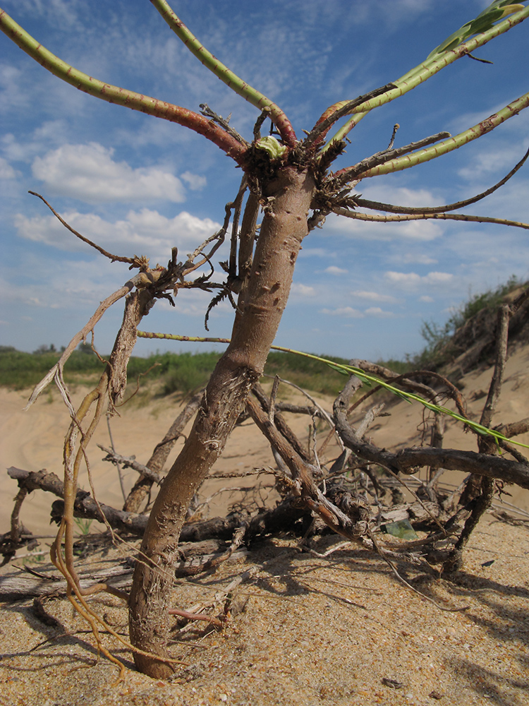 Image of Euphorbia seguieriana specimen.